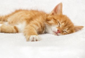 ¿Tu gato duerme demasiado?