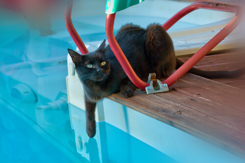 ¿Puede bañarse tu gato en la piscina?