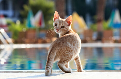 Gato le gusta bañarse