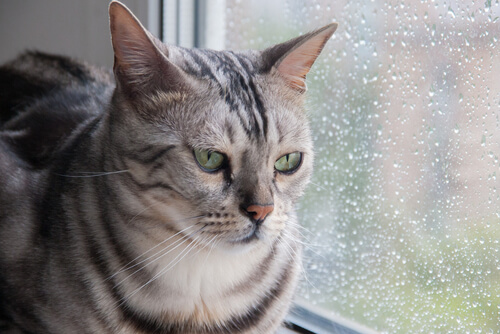 Gato tiene miedo a tormenta