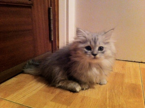 Gato Minuet, un peluche de patas cortas