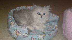 Gato Minuet: cuidados