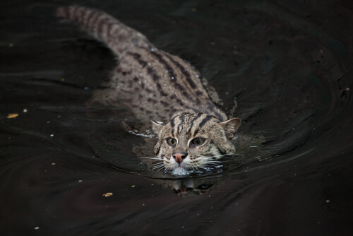Gato pescador, un felino en peligro de extinción