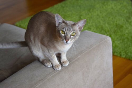 Gato que no suelte pelo: tonkinese