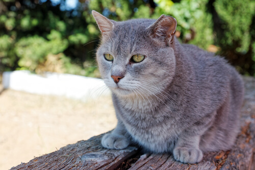 Gato se está haciendo mayor a pesar de que es una de las mascotas que viven más tiempo