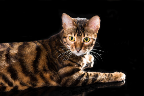 Gato Toyger: comportamiento