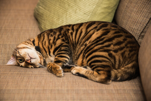 9 Hauskatzen, die wie Wildkatzen aussehen