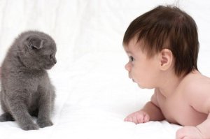 ¿Pueden los gatos ser amigos de los bebés?