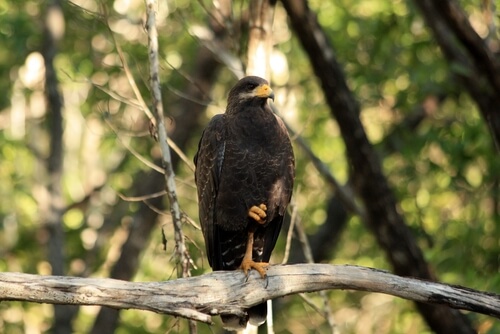 Gavilán negro