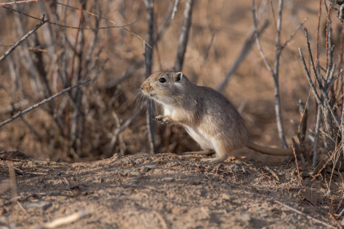 Gerbil de Mongolia