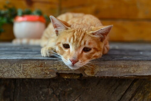 La giardia en los gatos: síntomas y cómo se trasmite