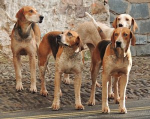 Nombres de grupos de animales