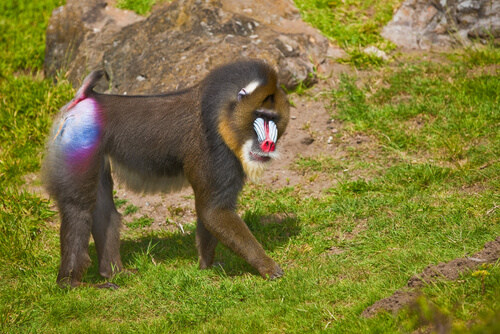 Hábitat del mandril