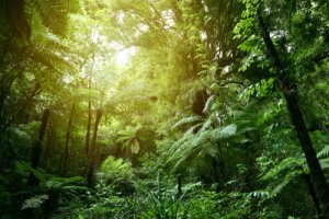 Temperatura y hábitat en la selva
