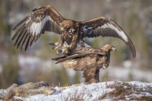 5 especies con hembras más grandes que los machos