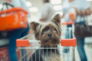¿Puedes ir de compras con tu mascota?