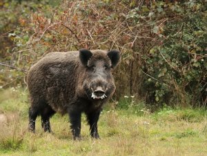 Jabalí: un salvaje de los bosques