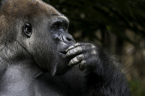 Koko la gorila más inteligente del mundo