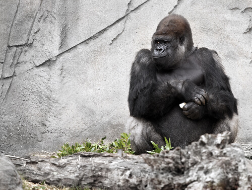 Muere Koko la gorila, el simio parlante