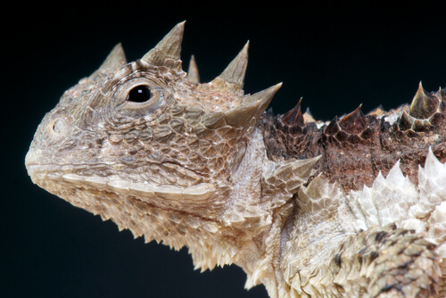 Lagarto cornudo gigante