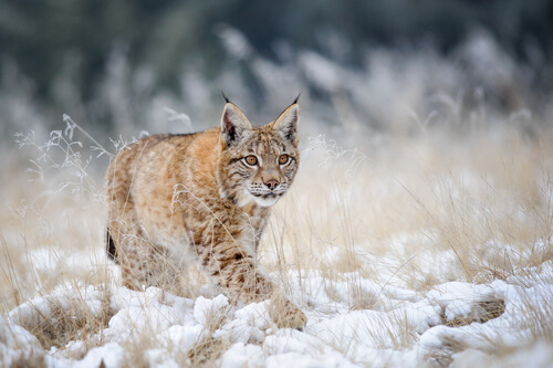 Lince boreal: hábitat