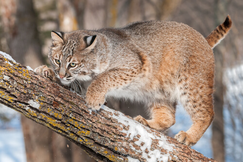 Lince rojo: características