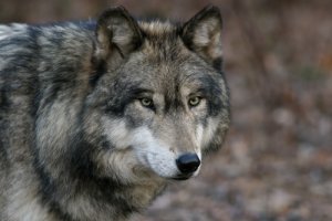 El lobo gris: 7 características y comportamiento