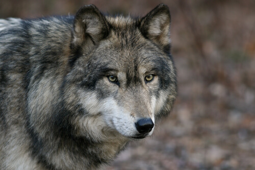 El lobo gris: 7 características y comportamiento