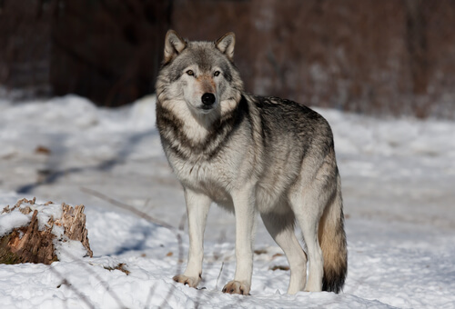 Lobo gris: comportamiento
