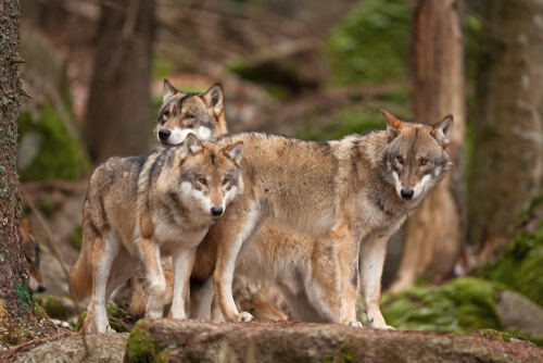Lobo gris
