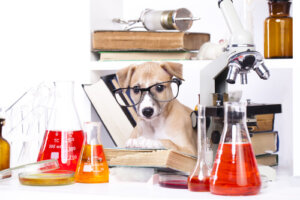 ¿Los perros entienden la física?