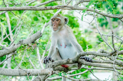 Macaco Rhesus: características