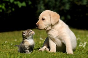 ¿Qué mascotas no pueden vivir juntas?