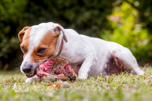Mi perro se cree el líder