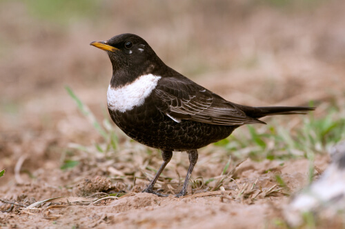 Mirlo capiblanco o turdus torquatus