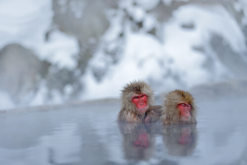 Los baños termales de los monos de las nieves