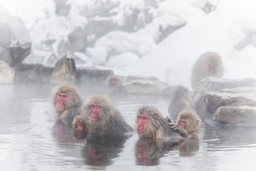 Monos de las nieves: comportamiento