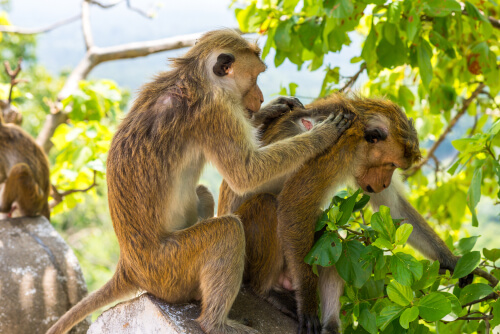 Monos despiojándose