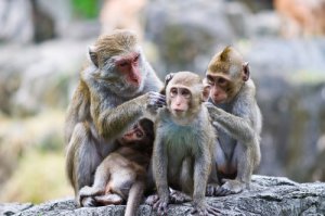 ¿Por qué los monos se acicalan entre ellos?
