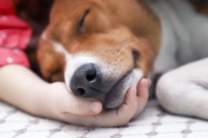 Tratamiento y contagio del moquillo canino