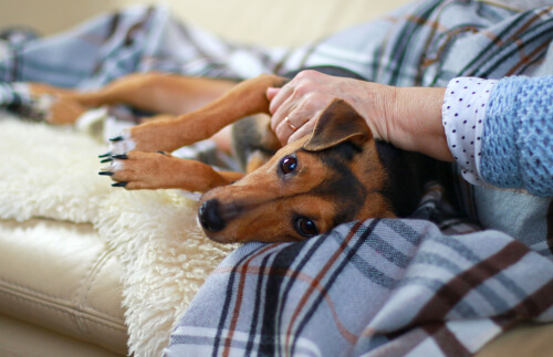 Moquillo canino: síntomas, tratamiento y contagio