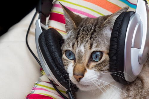 ¿La música también tiene beneficios para los gatos?