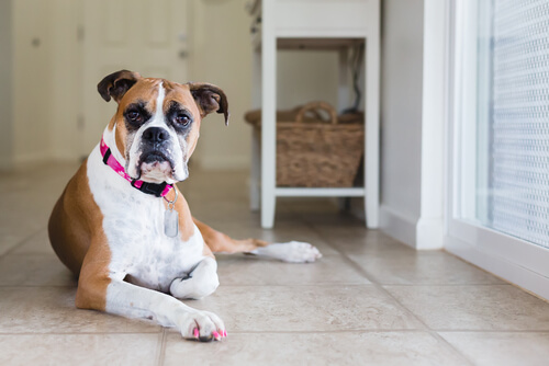Nombres para perritas de películas
