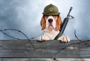 Nombres para perros de guarda