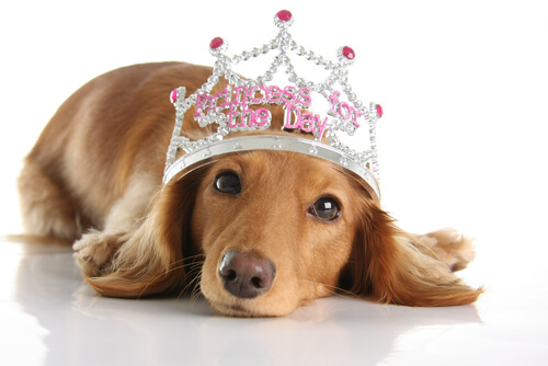 Nombres para perros de la realeza