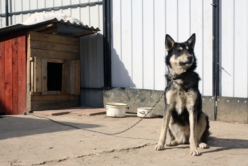 Nombres para perros guardianes