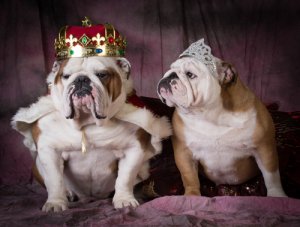 Nombres para perros hembra