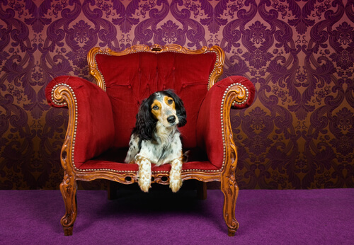 Nombres para perros de la literatura