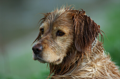 ¿Se puede evitar el olor a perro húmedo?