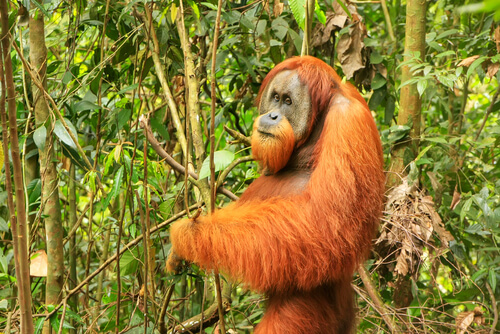 Orangután de Sumatra en peligro extinción